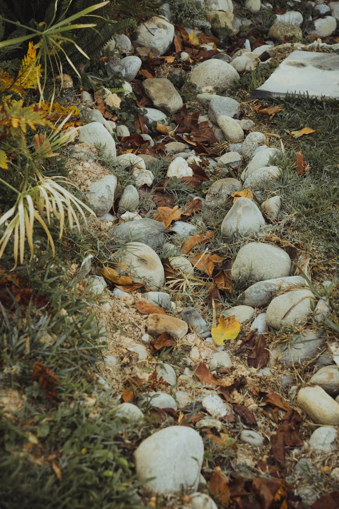 A serene garden path with rocks and autumn leaves, offering a peaceful natural setting.